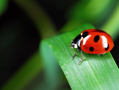 Ladybug