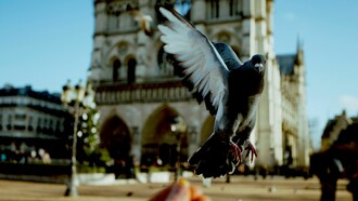 Notre Dame