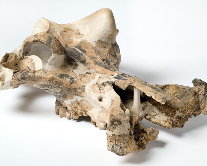 Fossil Mammals. Courtesy of Museum für Naturkunde