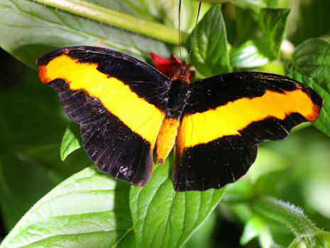 Butterfly Pavilion. Courtesy of Smithsonian's National Museum of Natural History