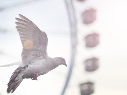 The panoramic eye near the Neptunbrunnen Christmas Market