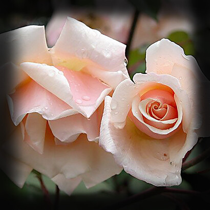 Rosa Safrano, foto di N. Campanella