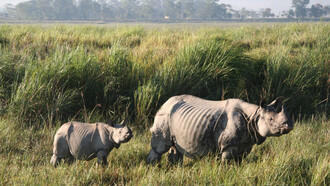Kaziranga National Park