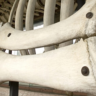 Cetaceans gallery. Courtesy of Museo di Storia Naturale