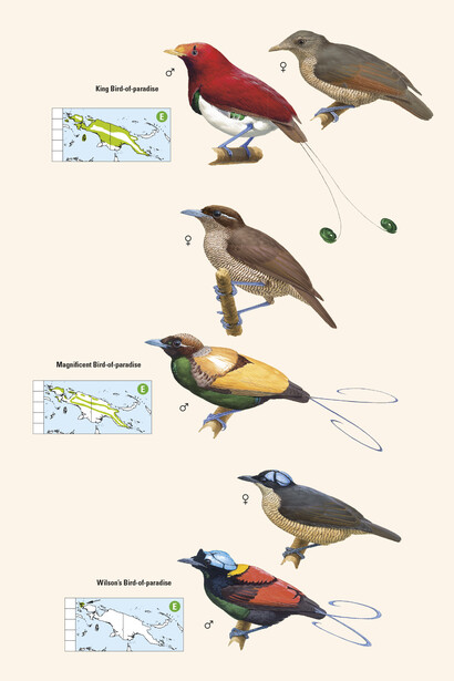 Birds of Paradise from 'Birds of New Guinea' by Lynx Edicions