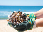 Clean up: collection of cigarette butts from a beach