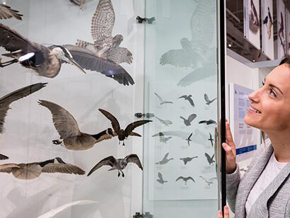 Bird Gallery. Courtesy of Canadian Museum of Nature 