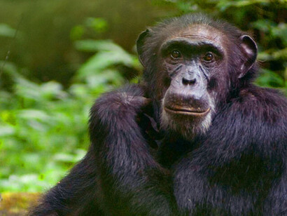 At the beginning of the twentieth century there were millions of chimpanzees in Africa
