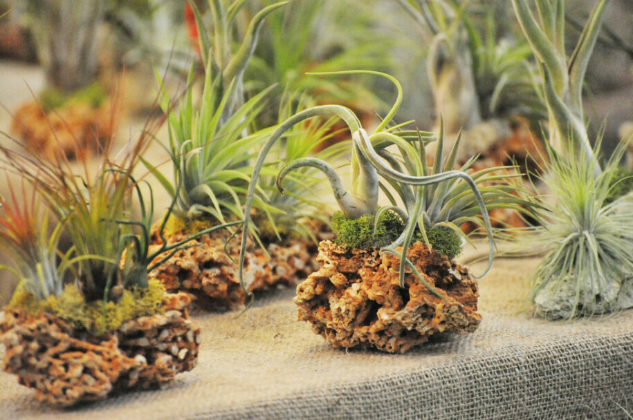 tillandsia