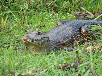 Caimán Yacaré, Imponiendo respeto por los Esteros del Iberá, Corrientes, Argentina