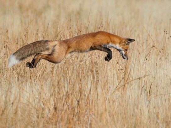 Lucky pounce, Connor Stefanison (Canada), © Connor Stefanison/ Wildlife Photogrpaher of The Year 2013