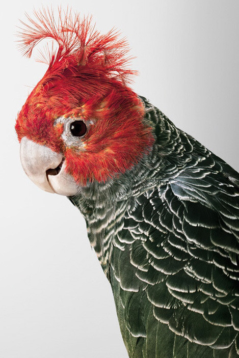 Leila Jeffreys, 'Commander Skyring' Gang Gang Cockatoo, 2012, Photograph on archival fibre based cotton rag paper, Ed 6, 140 x 111 cm or Ed. 50 91 x 72 cm