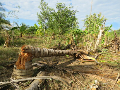 A Coconut Tree broken by elephants © Jennifer Pastorini
