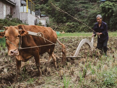 Dal 2010 è iniziata una vera e propria pianificazione politica del territorio che punta a raggiungere entro il 2025 il 70% del livello di urbanizzazione contro il 30% di popolazione rurale