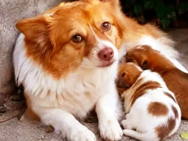 Wang Wang and her three puppies were reportedly killed by five boys in Jieyang, China
