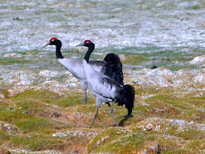 Endangered Blacknecked cranes - Changthang, threatened by 'development', is their only breeding site in India @ Ashish Kothari