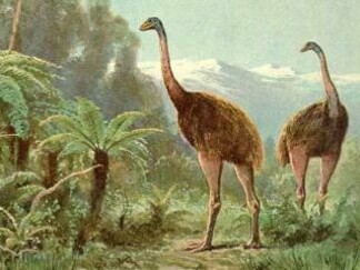 Due esemplari di Genyornis newtoni