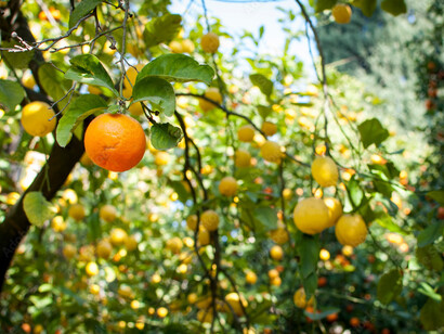 Las naranjas valencianas son las mejores del mundo