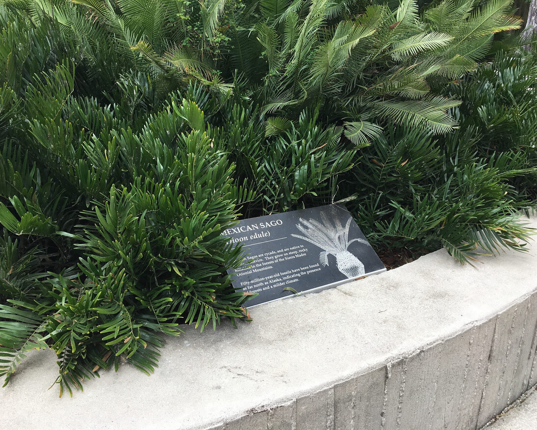 Fossil Plant Garden. Courtesy of Florida Museum of Natural History