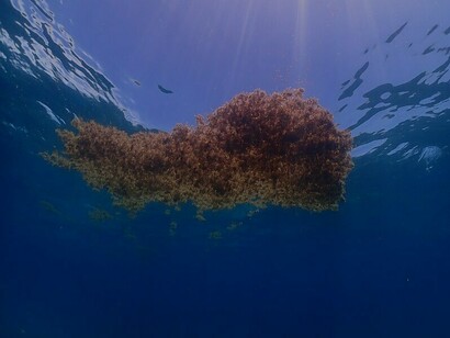 Algas Sargassum no mar