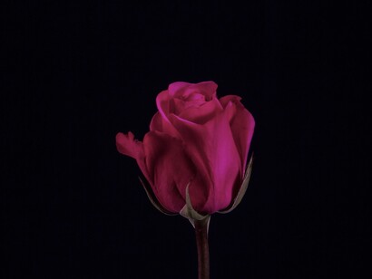 Aceitar a beleza do mundo