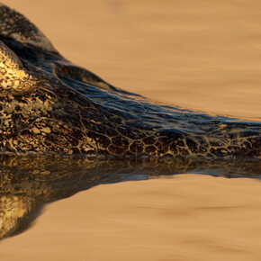 Crocs. Courtesy of Museum of Science
