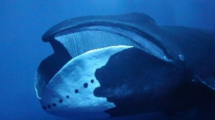 Ballenas boreales que demuestran especial resistencia a las enfermedades degenerativas