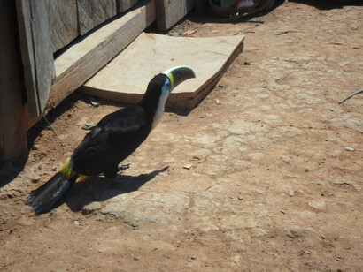 Tucano a spasso nelle strade del villaggio indigeno dei Rikbaktsa, antichi abitanti della valle del Rio Juruena, Brasile 