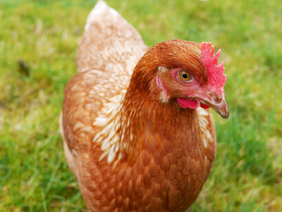 Pensaba: fui un gallina desde niño. En ese colegio sofisticado en el que trataban de darle la vuelta a los tópicos