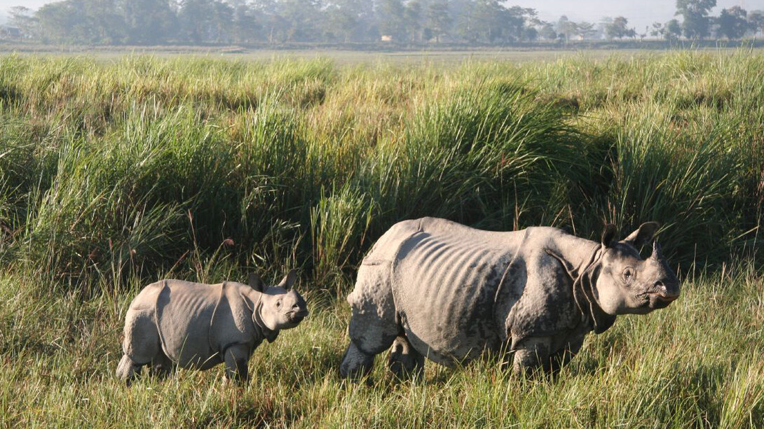 Kaziranga National Park