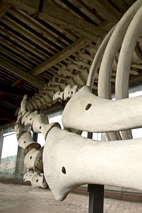 Cetaceans gallery. Courtesy of Museo di Storia Naturale