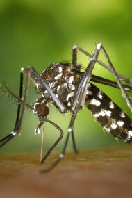 A malária é causada por protozoários parasitas do gênero Plasmodium