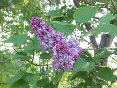 Una delle cose più affascinanti nei fiori è il loro meraviglioso riserbo, foto Simonetta Sandri

