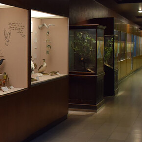 Bird Hall. Courtesy of Carnegie Museum of Natural History