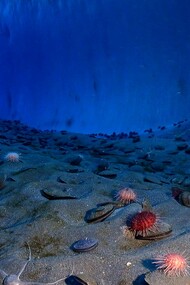 Immagine di una parete di ghiaccio e del fondo dell'oceano, New Harbor, McMurdo Sound, Antartide