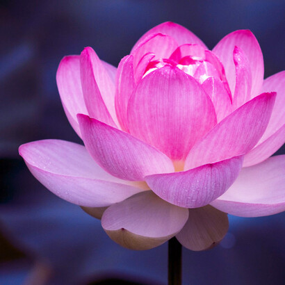 This new year, we may see the unfolding empowerment of feminine values 