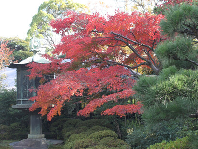 Autumn leaves by Nezucafe © Nezu Museum