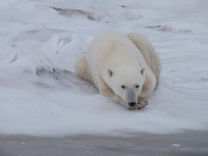 Orso polare a Churchill, Manitoba