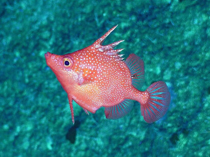 Ocean wonders, piece in exhibition. Courtesy of Australian National Maritime Museum