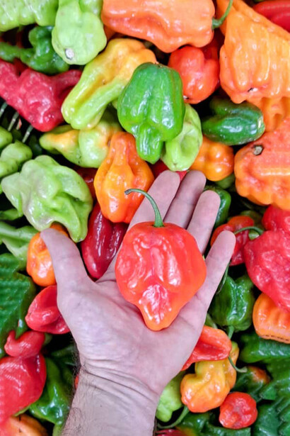 Para Juan Montemayor, el ají no debe causar dolor sino estimulación, un fuego que despierta sin destruir y que invita a una relación consciente con el paladar