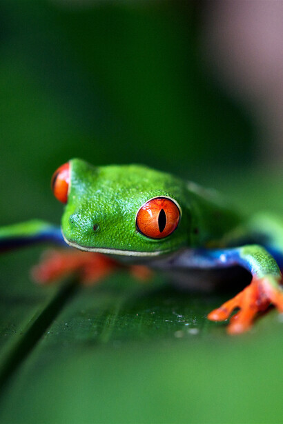 La fragilità di alcune specie animali