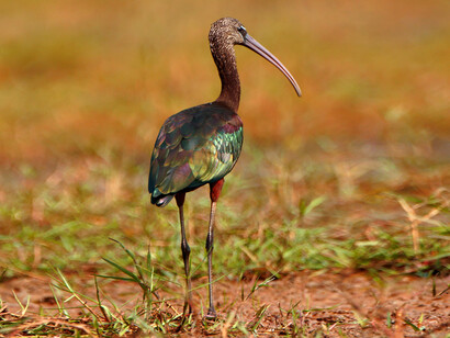 White faced Ibis, Source: lakechilika.com