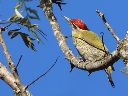 Streak-throated Woodpecker  at Hoffmann's Bungalow, Sri Lanka (c) Gehan de Silva Wijeyeratne