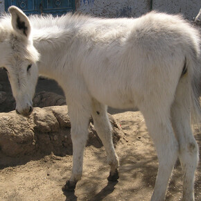 Utterly indispensable. The donkey in the ancient world, artwork in exhibition. Courtesy of Staatliche Museen