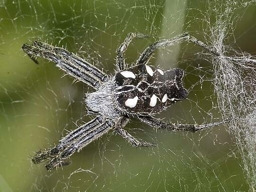 «Cyrtophora citricola» o araña parda del Mediterráneo
