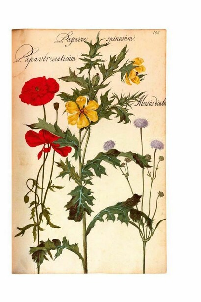 Florilegio della versione facsimile del De Geest della Biblioteca nazionale di Roma