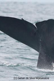 Watching Blue Whales in Mirissa © Gehan de Silva Wijeyeratne
