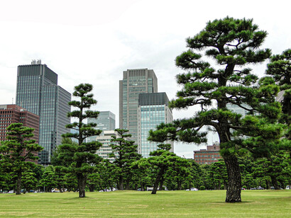 Giappone, Tokio, Giardini di Palazzo Hama, sullo sfondo i grattacieli di Shiodome, L’albero si fonde con il proprio ambiente, cresce in esso e con esso, l’uno il prolungamento dell’altro, difficili da dissociare, foto Marco Migliozzi