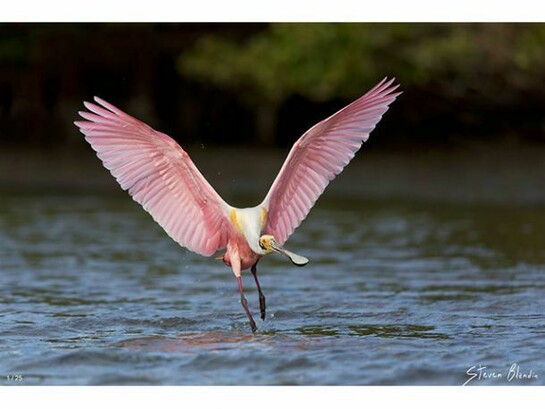 Steven Blandin, Pink Display, Photographic Print on Aluminum, 20" x 30"