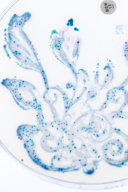 A garden of gut bacteria that keep the gut healthy